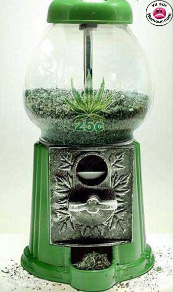 weed 25 cents